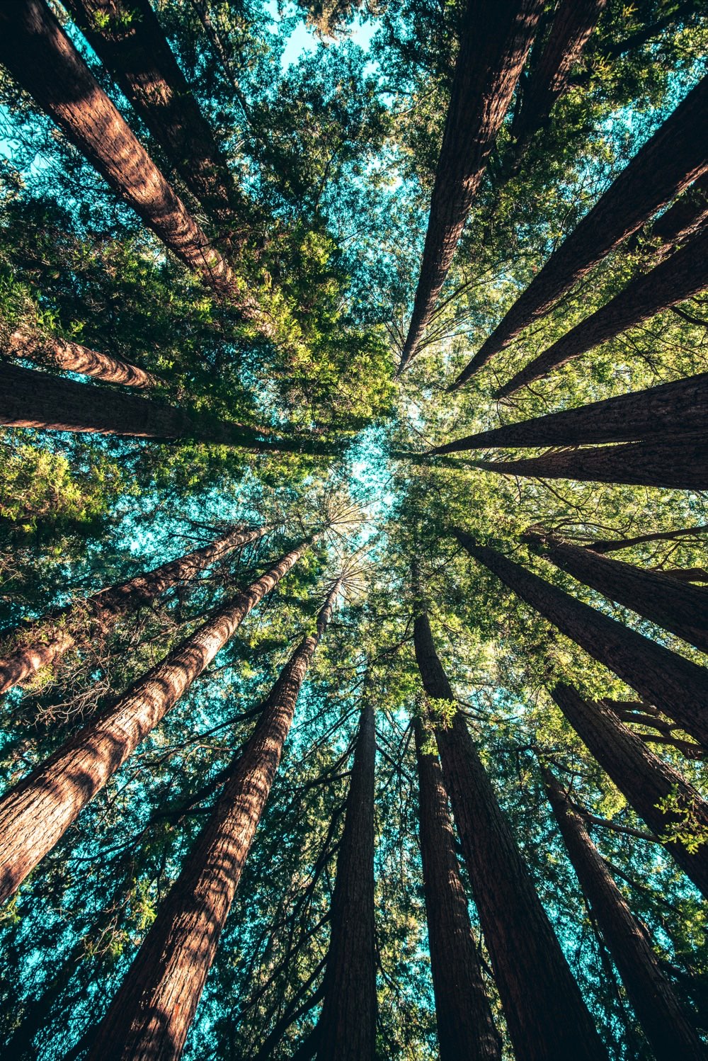 Looking straight up the trunks of towering redwoods to a bright canopy